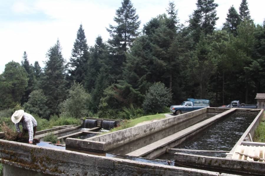 Zona Esmeralda En Jilotzingo Un Impulso Para La Conservaci N Ambiental