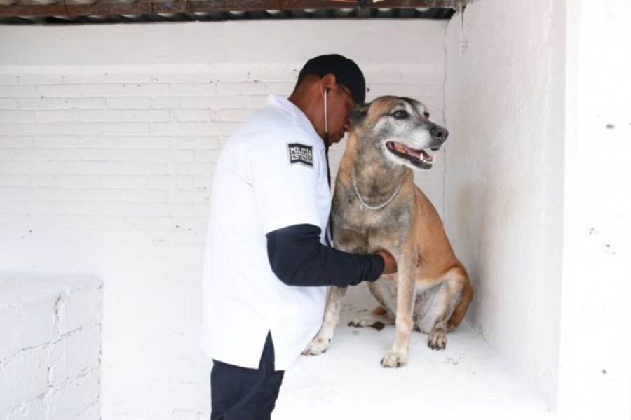 Seguridad Edomex procura el bienestar 18 perros geriátricos y ocho en proceso de jubilación
