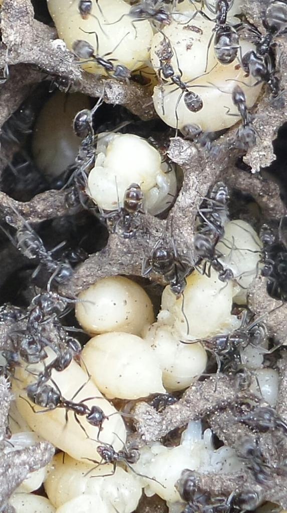 Se ganan la vida recolectando insectos