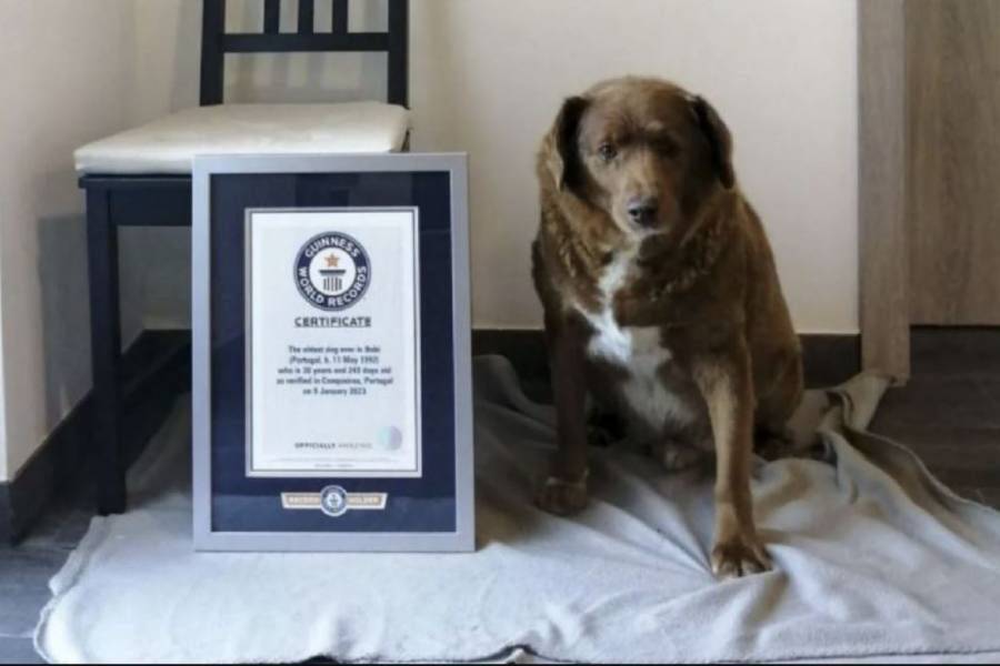 Así es Bobi el perrito más viejito del mundo; recibe récord Guinness