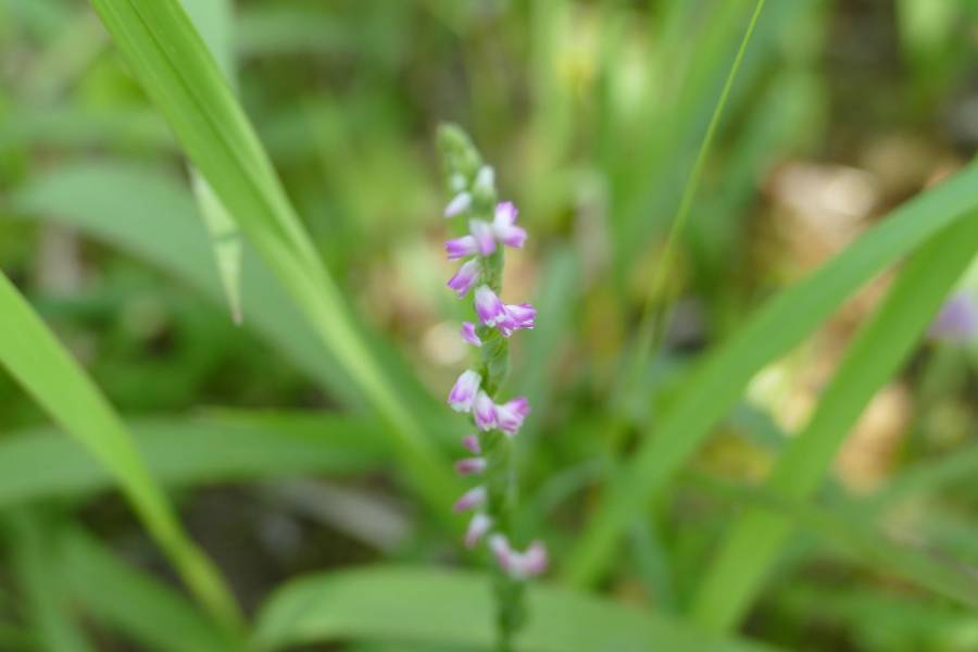 Descubren en Jap&oacute;n nueva especie de orqu&iacute;dea parecida al cristal