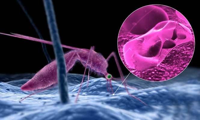 Costa Rica detecta brote de malaria en la regi&oacute;n del Caribe