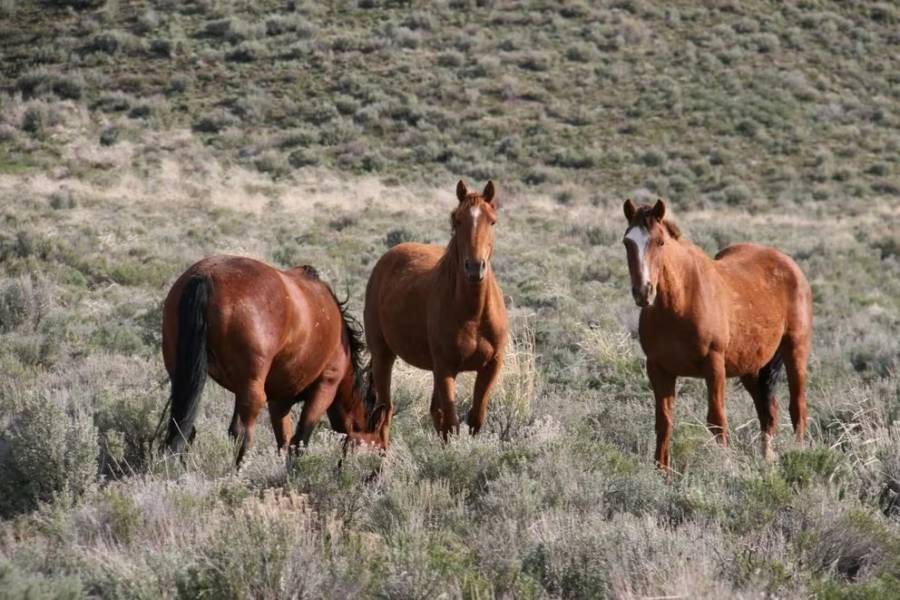 Uruguay registra primer caso de virus equino que tambi&eacute;n puede afectar a humanos