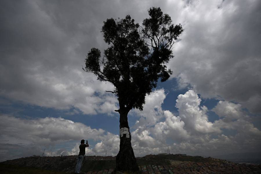 Un eucalipto con una leyenda macabra ser&aacute; patrimonio cultural de Bogot&aacute;