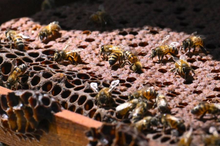 Colombia transforma madera de la tala ilegal en hogar para las abejas