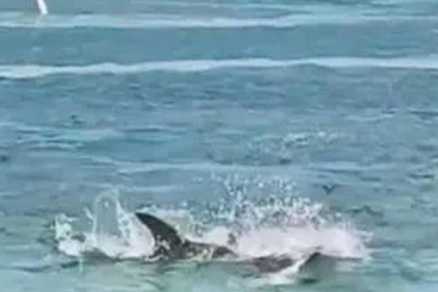 Tibur&oacute;n sorprende a turistas en playa de San Andr&eacute;s, Colombia