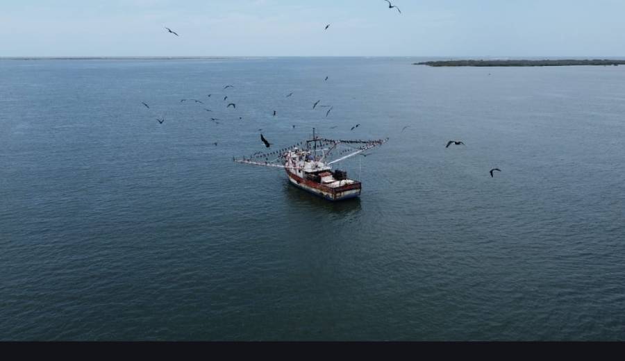 Deficiente el combate a la pesca ilegal en M&eacute;xico: Oceana