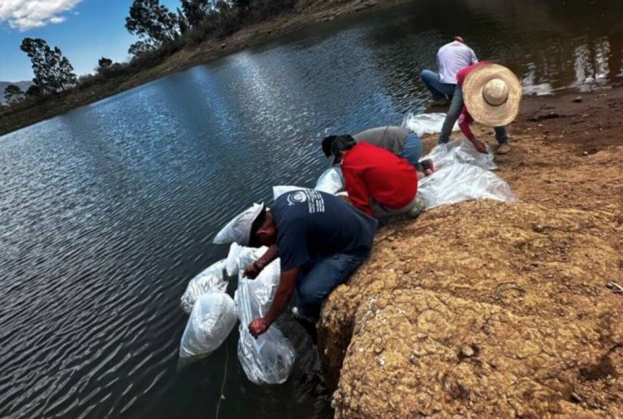 Preparan producci&oacute;n acu&iacute;cola en el Estado de M&eacute;xico para la pr&oacute;xima temporada