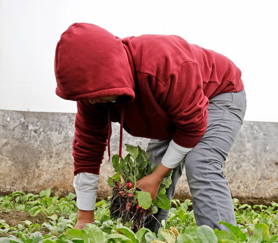 La Nueva Escuela Mexicana fortalece la educación agrícola: SECTI