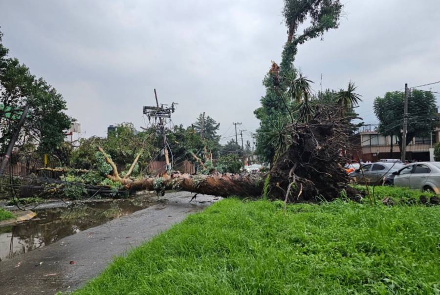 Fuertes lluvias y viento causan caos en Naucalpan; se caen varios &aacute;rboles