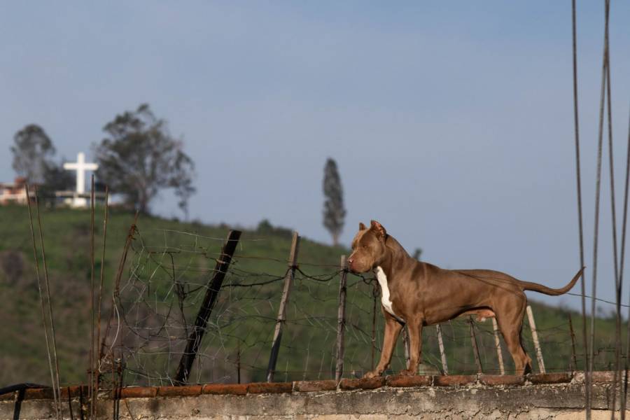 Condenas por maltrato animal en el Estado de México: 11 sentencias y 53 detenidos en un año