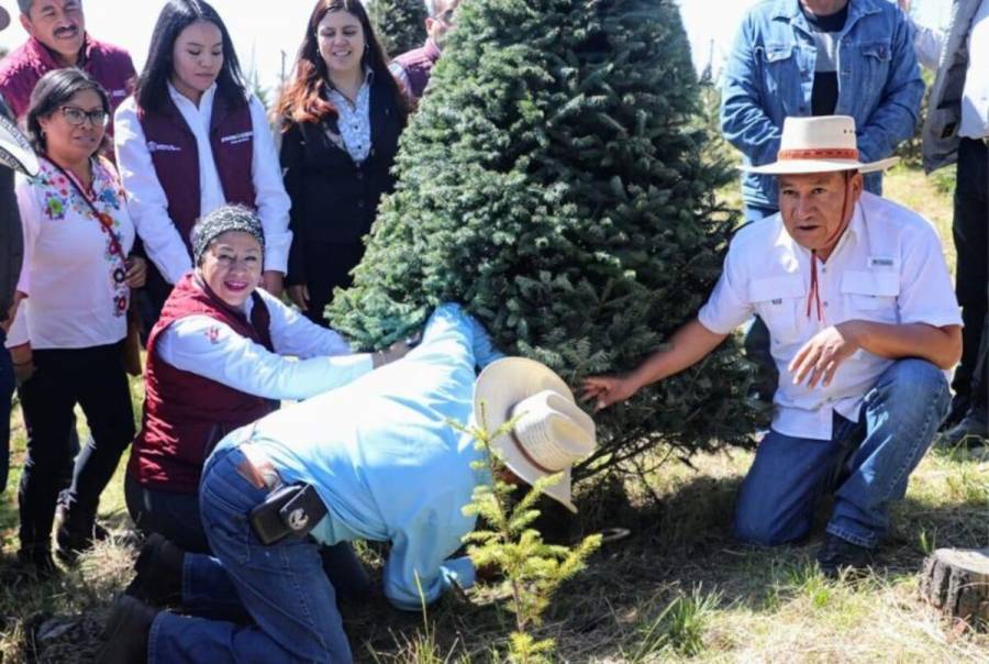 Con corte del primer árbol navideño; productores de Edomex anuncian 470 mil piezas a la venta