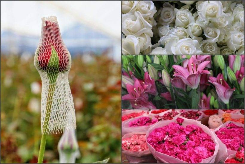 Rosas y m&aacute;s flores de Edomex listas para la Virgen de Guadalupe