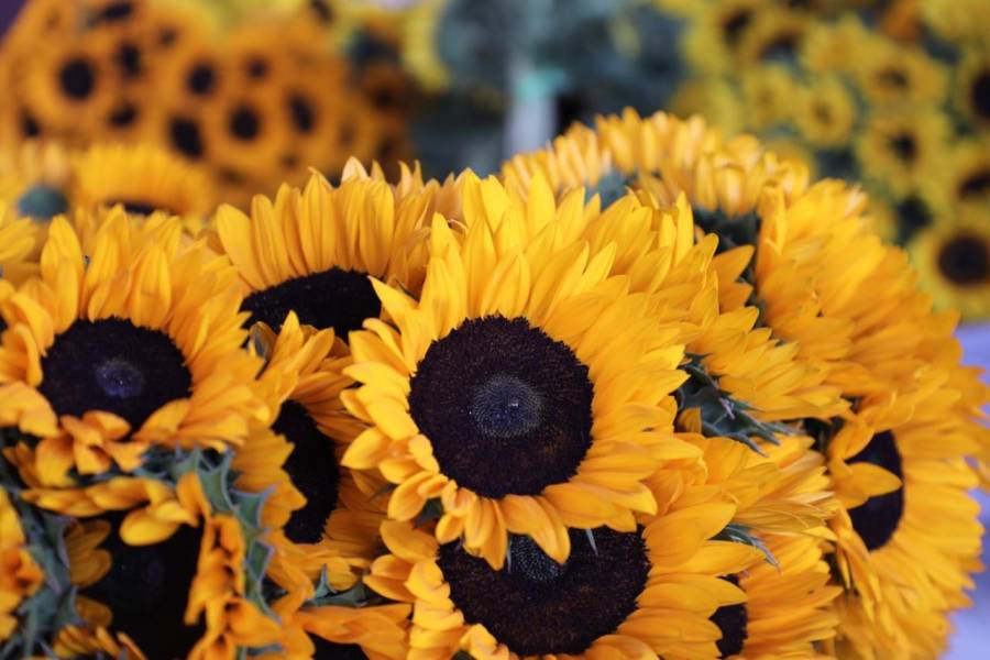 Se unen floricultores mexiquenses al fervor Guadalupano; est&aacute; lista la venta de flores dedicadas a la Virgen Morena