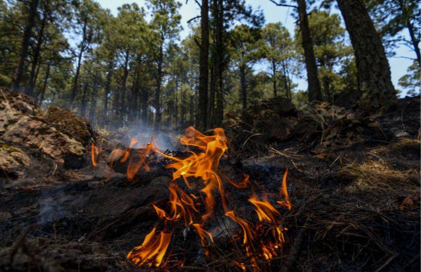 En Edomex incendios forestales han consumido 20 hectáreas en 2025