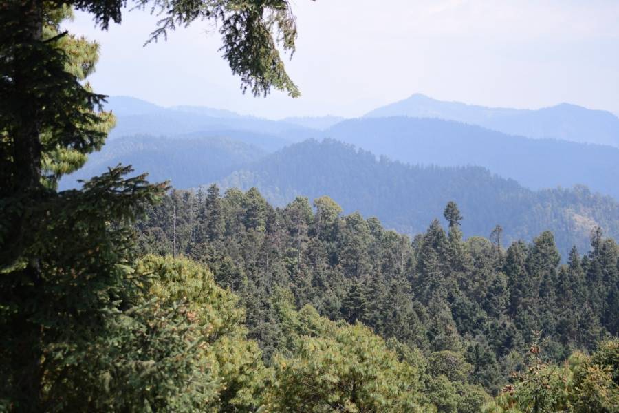 Lanzan SeCampo y Probosque programas de asesor&iacute;a, restauraci&oacute;n y manejo sostenible de zonas forestales del Estado de M&eacute;xico
