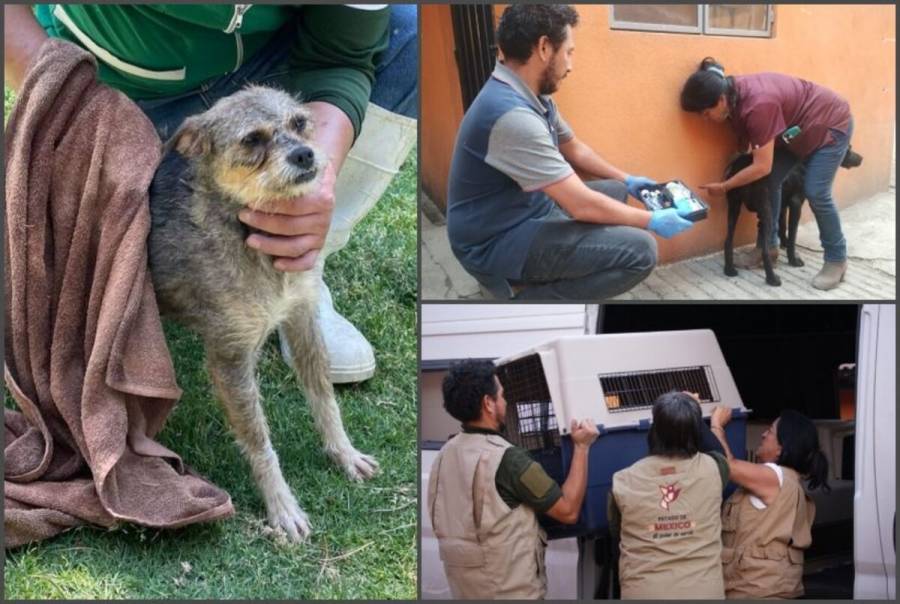 De fracturas e infecciones a estrés, sufren 108 perros rescatados en Mexicaltizngo
