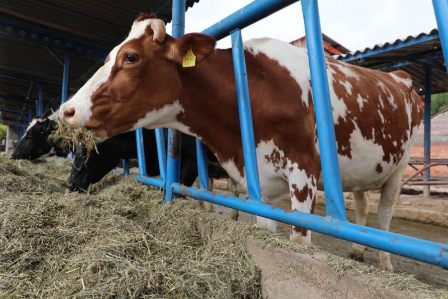 Implementa Secretaría del Campo vigilancia y capacitación para proteger al ganado mexiquense contra el gusano barrenador