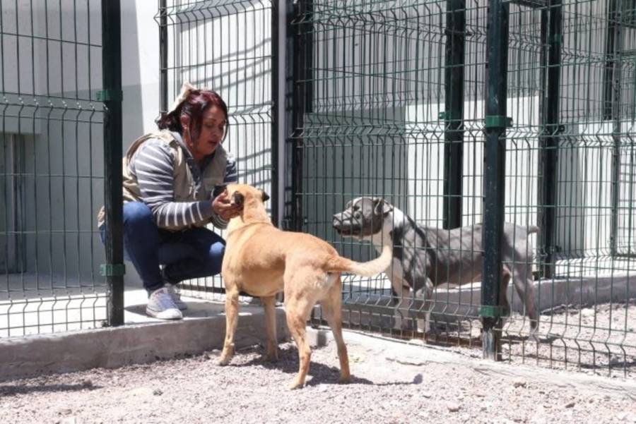 Animales en situación de calle encuentran esperanza en el Centro de Bienestar de Atlacomulco