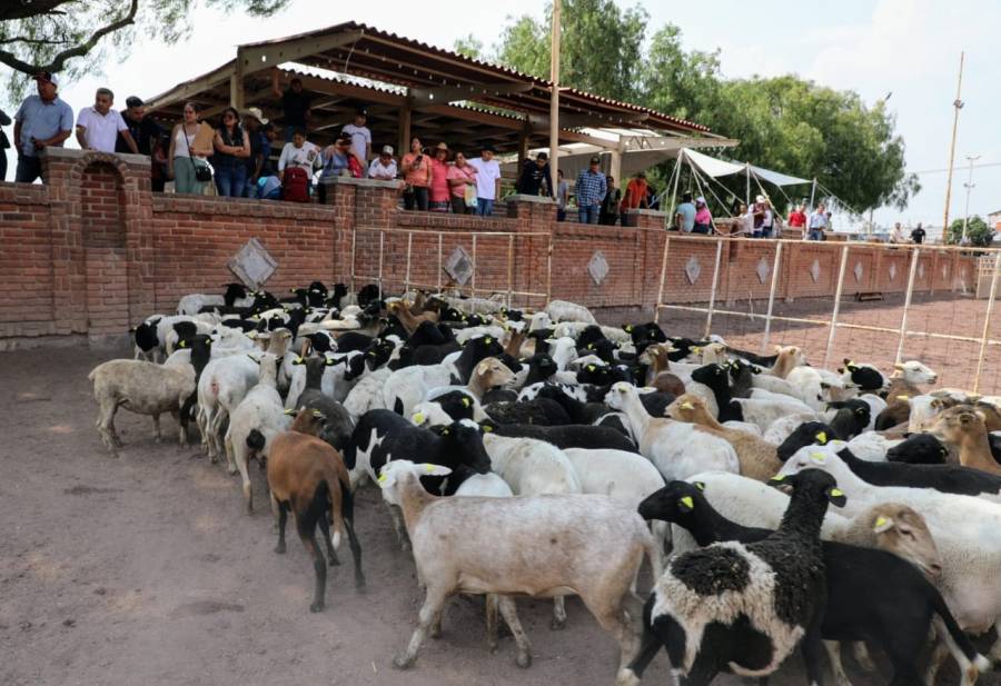 Entregan GEM 600 hembras de ganado ovino de alta calidad genética a productores de la zona oriente