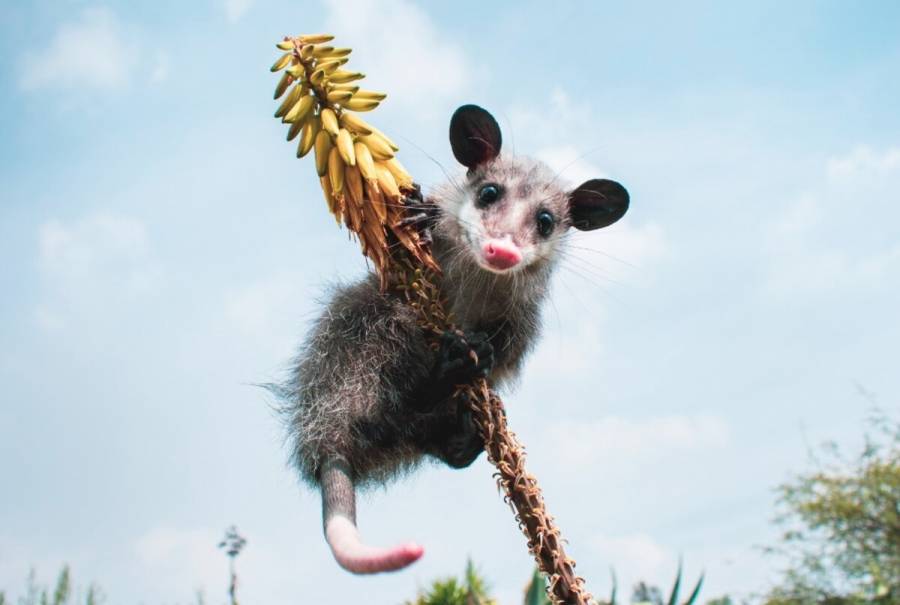 Vida Silvestre: Conoce los ecosistemas, biodiversidad y especies emblemáticas del Edomex