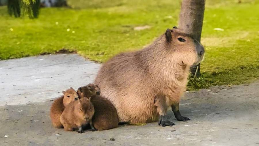 Parque Ecológico Zacango celebra el nacimiento de 130 animales y refuerza su programa de conservación