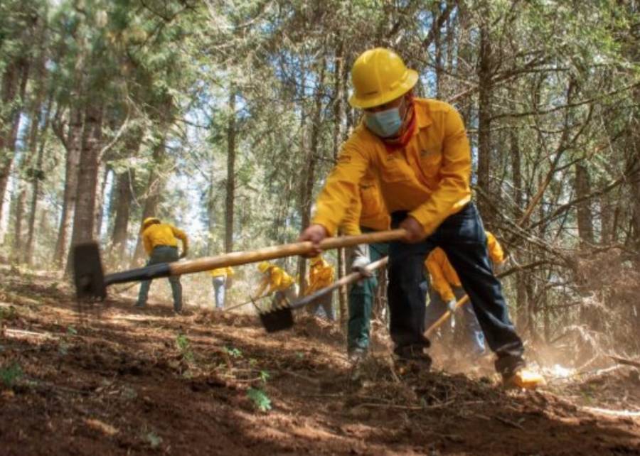 Protegen Edomex y Michoacán zonas boscosas; combatirán plagas y enfermedades forestales en áreas limítrofes