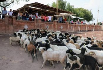 Entregan GEM 600 hembras de ganado ovino de alta calidad genética a productores de la zona oriente