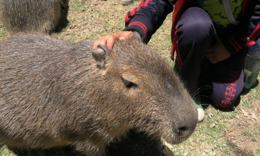 ¡Conoce al capibara! Podr&aacute;s alimentarlo y acariciarlo en el Parque Ecol&oacute;gico Zacango