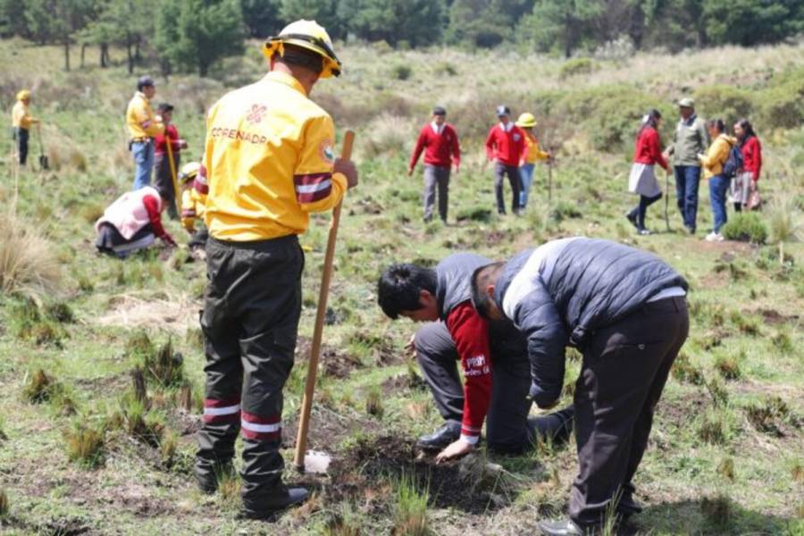 Alista Edomex reforestaci&oacute;n; plantar&aacute; m&aacute;s de 450 mil &aacute;rboles en 24 municipios con zonas boscosas