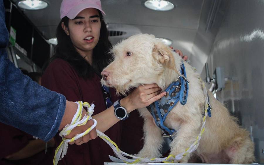 Gobierno del Edomex brinda atención veterinaria gratuita en Naucalpan