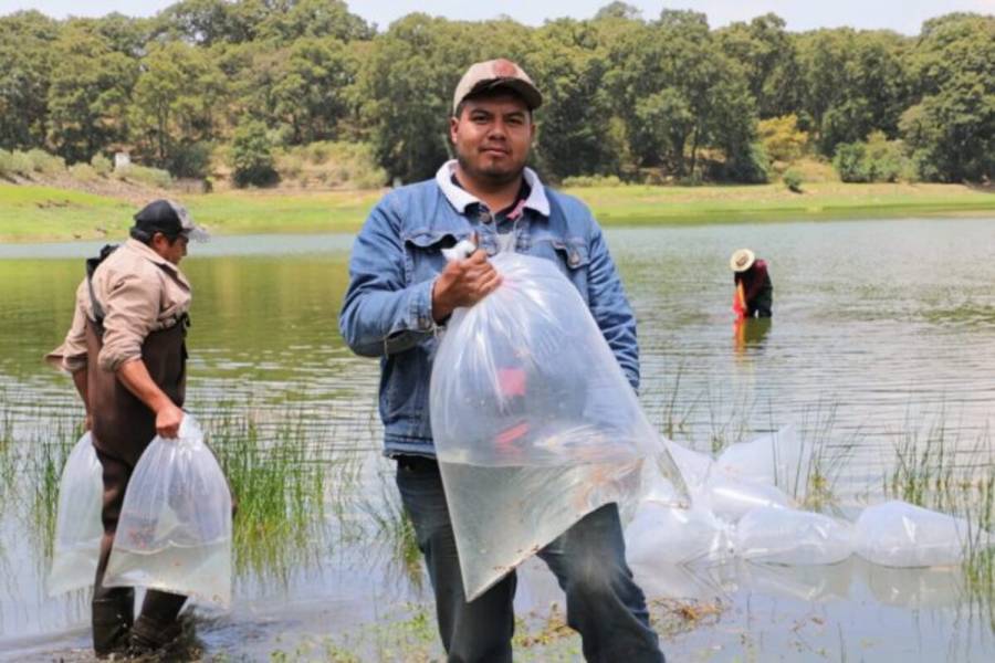 Siembra Secretar&iacute;a del Campo m&aacute;s de ocho millones de cr&iacute;as de carpa en presas del norte del Edomex