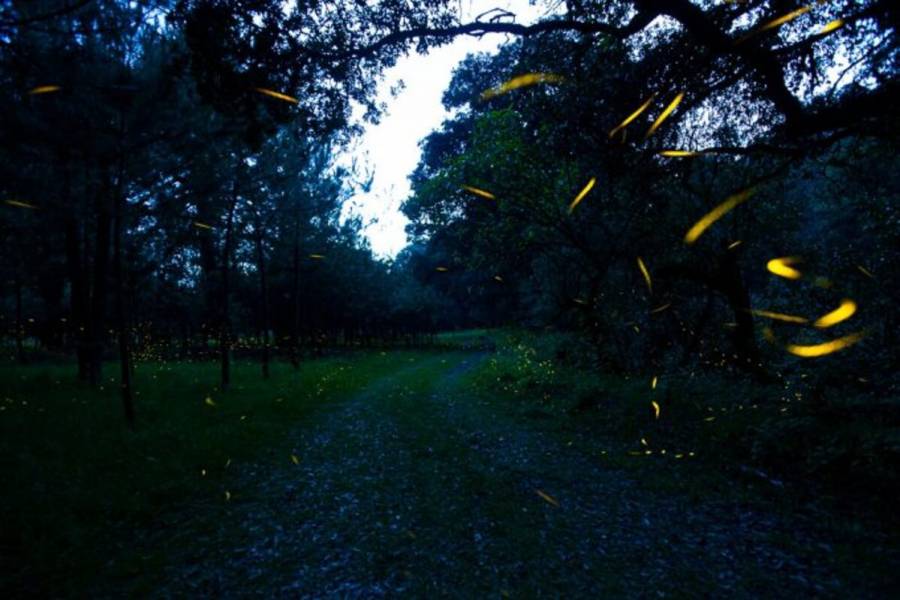 Disfruta del avistamiento de luciérnagas en más de 30 ecoparques del Valle de los Volcanes, Tepotzotlán y Jiquipilco
