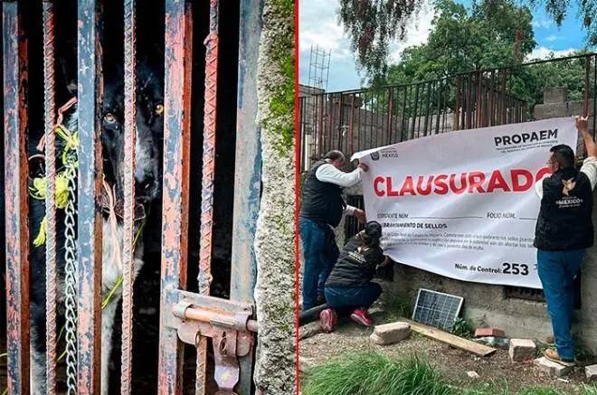 Clausuran centro animal en Teotihuacán por maltrato y falta de condiciones adecuadas