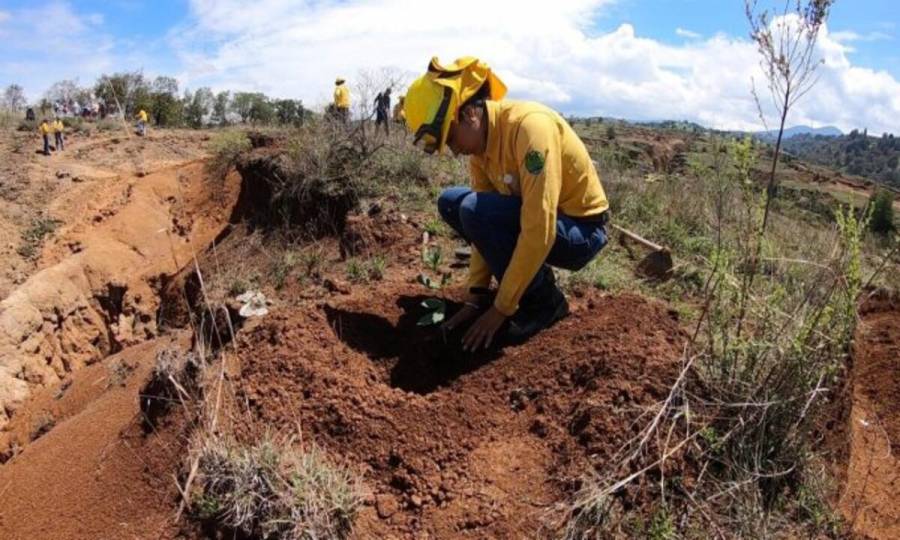 Conmemora Probosque 35 años: reafirma su compromiso con la protección de los ecosistemas forestales