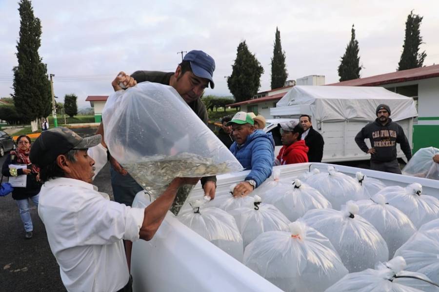 Sembrando bienestar: Secretar&iacute;a del Campo entrega m&aacute;s de un mill&oacute;n de cr&iacute;as de carpa y tilapia a familias de Soyaniquilpan