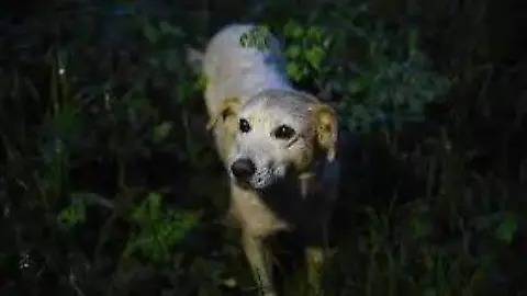 Cepanaf emite recomendaciones para proteger a mascotas durante lluvias