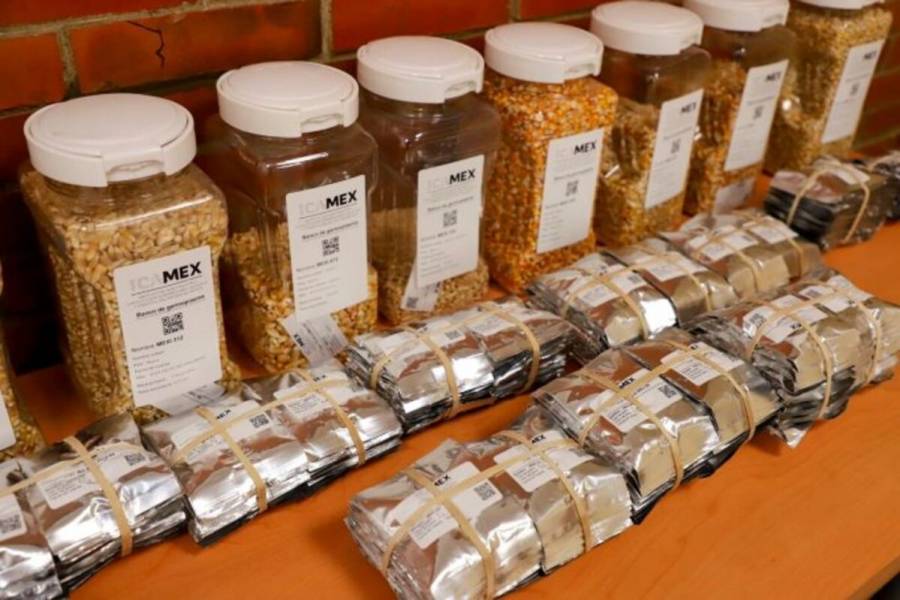 Recupera GEM patrimonio biocultural con 41 variedades de maíz nativo mexiquense