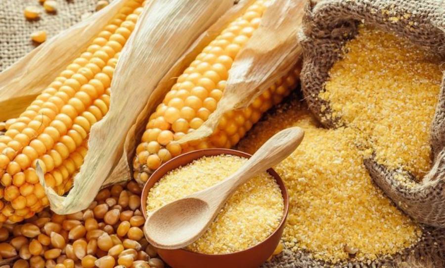 Devuelven accesiones de maíz nativo al Estado de México para su conservación