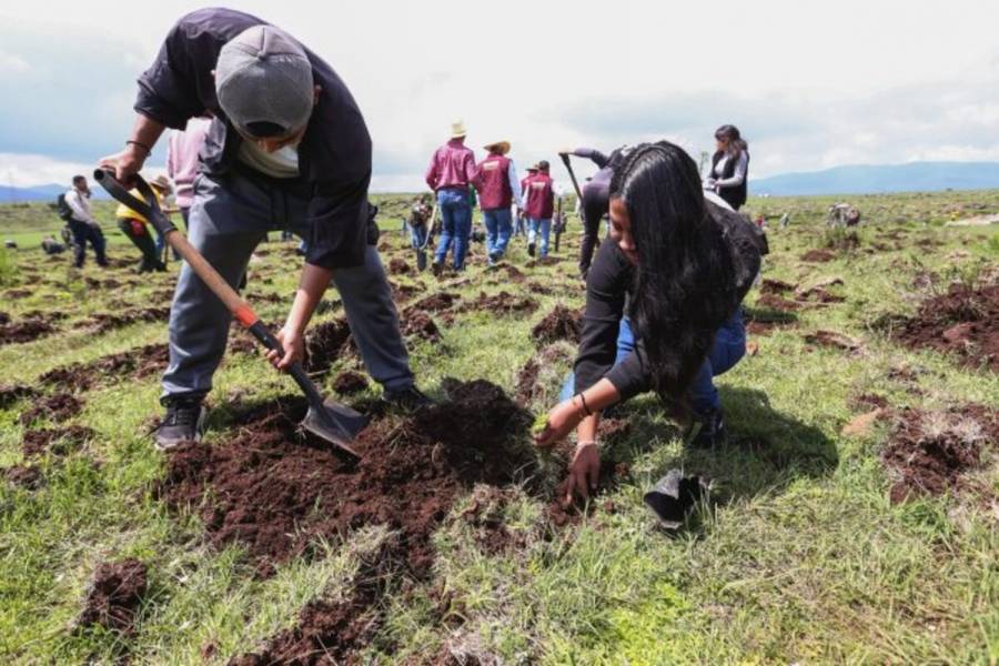 Nace el primer bosque-escuela en Edomex: “Cada niño un árbol, cada escuela un bosque”
