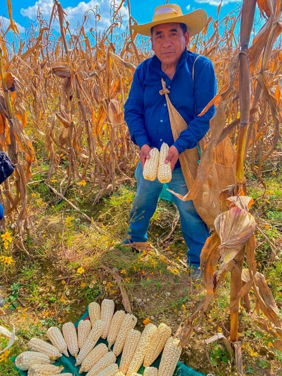 Guardián del maíz nuestro: Juan Remigio cultiva orgullo, identidad y soberanía desde San Juan Tilapa
