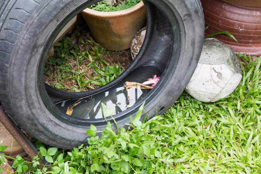 Mosquitos y temporada de lluvias: ISSEMYM llama a prevenir dengue, zika y chikungunya