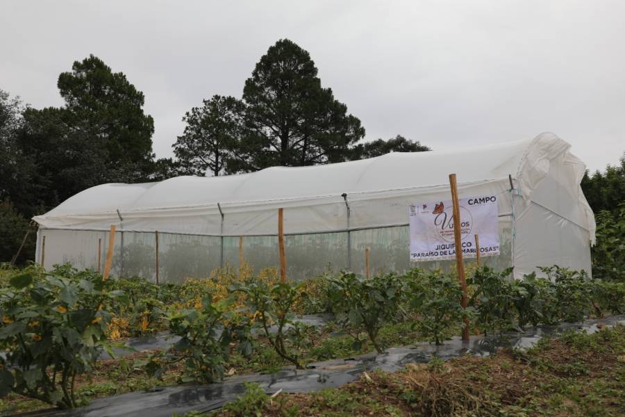 SeCampo impulsa m&aacute;s de 200 huertos y jardines polinizadores para proteger a la mariposa monarca