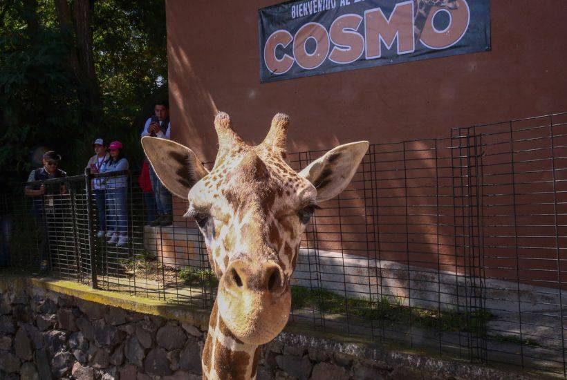 Cosmo, la nueva estrella del Parque Ecol&oacute;gico Zacango; As&iacute; convive con sus nuevos vecinos