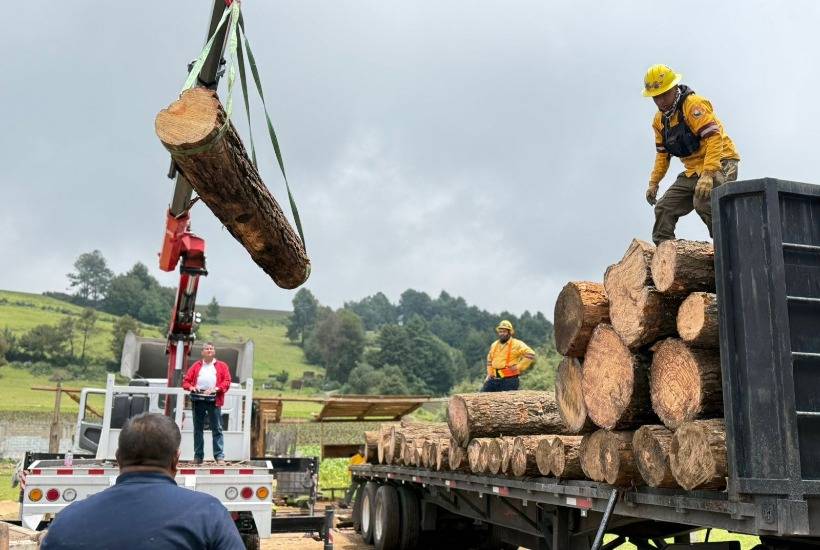 Confiscan 407 metros c&uacute;bicos de madera de tala ilegal en Ocuilan