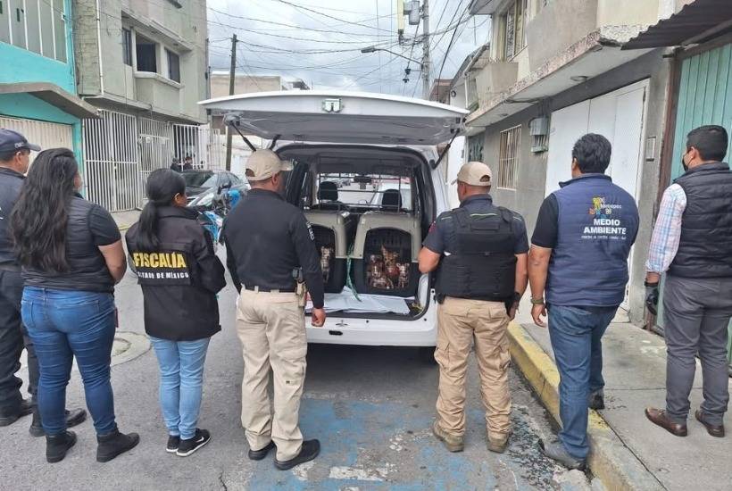 Rescatan a 36 perros en condiciones de maltrato en Metepec