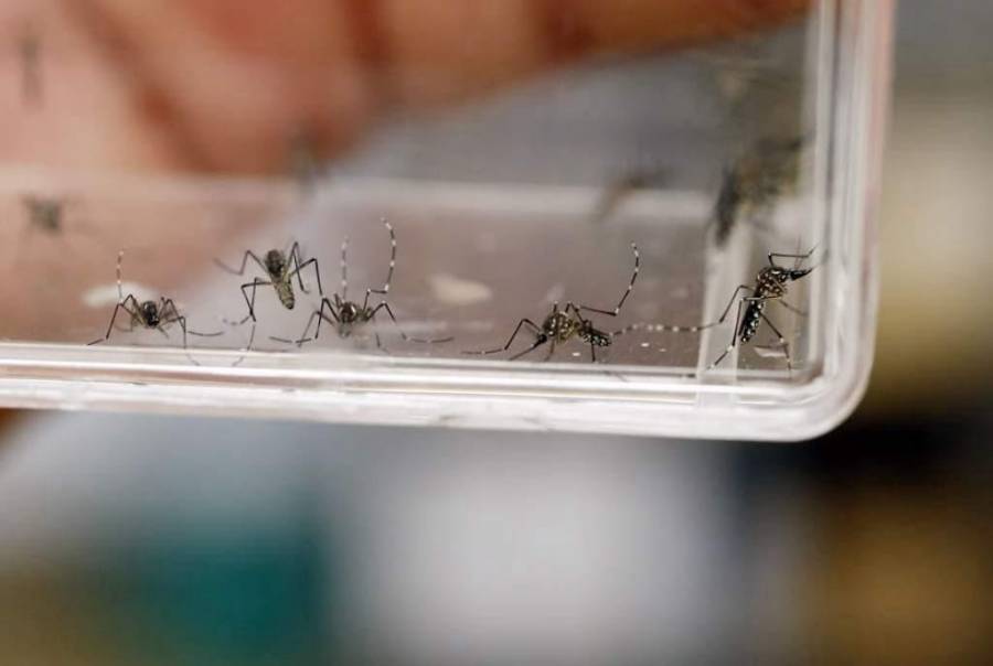 Despliega Secretar&iacute;a de Salud jornadas preventivas contra el dengue en regi&oacute;n sur del EdoM&eacute;x