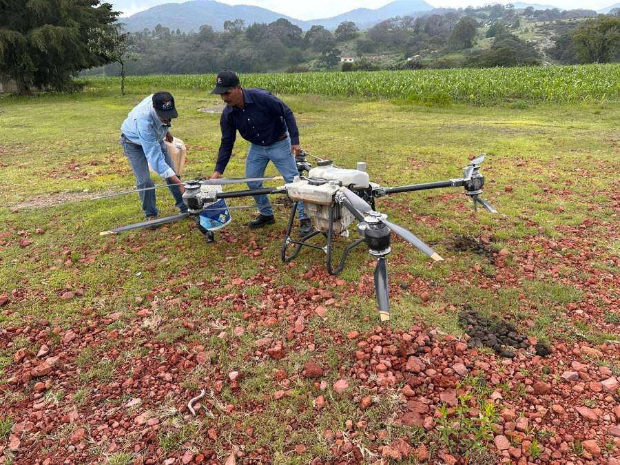 Drones al rescate del ma&iacute;z: SeCampo combate plaga en cultivos de Acambay