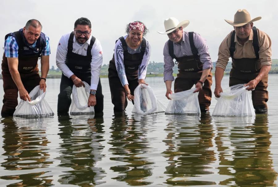 Impulsa Secretar&iacute;a del Campo EdoM&eacute;x acuacultura en Jilotepec con 558 mil cr&iacute;as de carpa entregadas en 2025