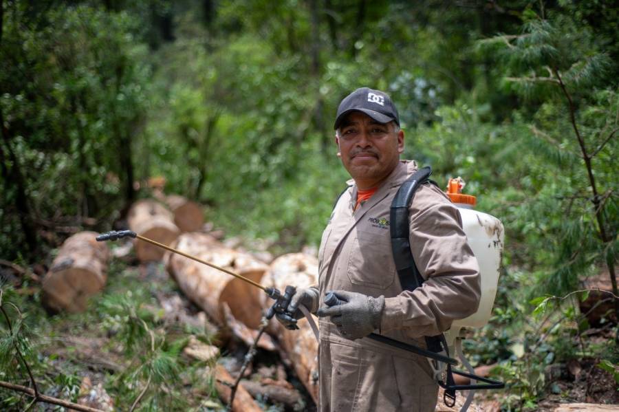 Sanean cerro Xocotépetl para frenar plaga forestal en el Estado de México
